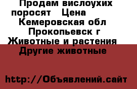 Продам вислоухих поросят › Цена ­ 2 500 - Кемеровская обл., Прокопьевск г. Животные и растения » Другие животные   